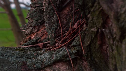 Free stock photo of adventure, forest, red