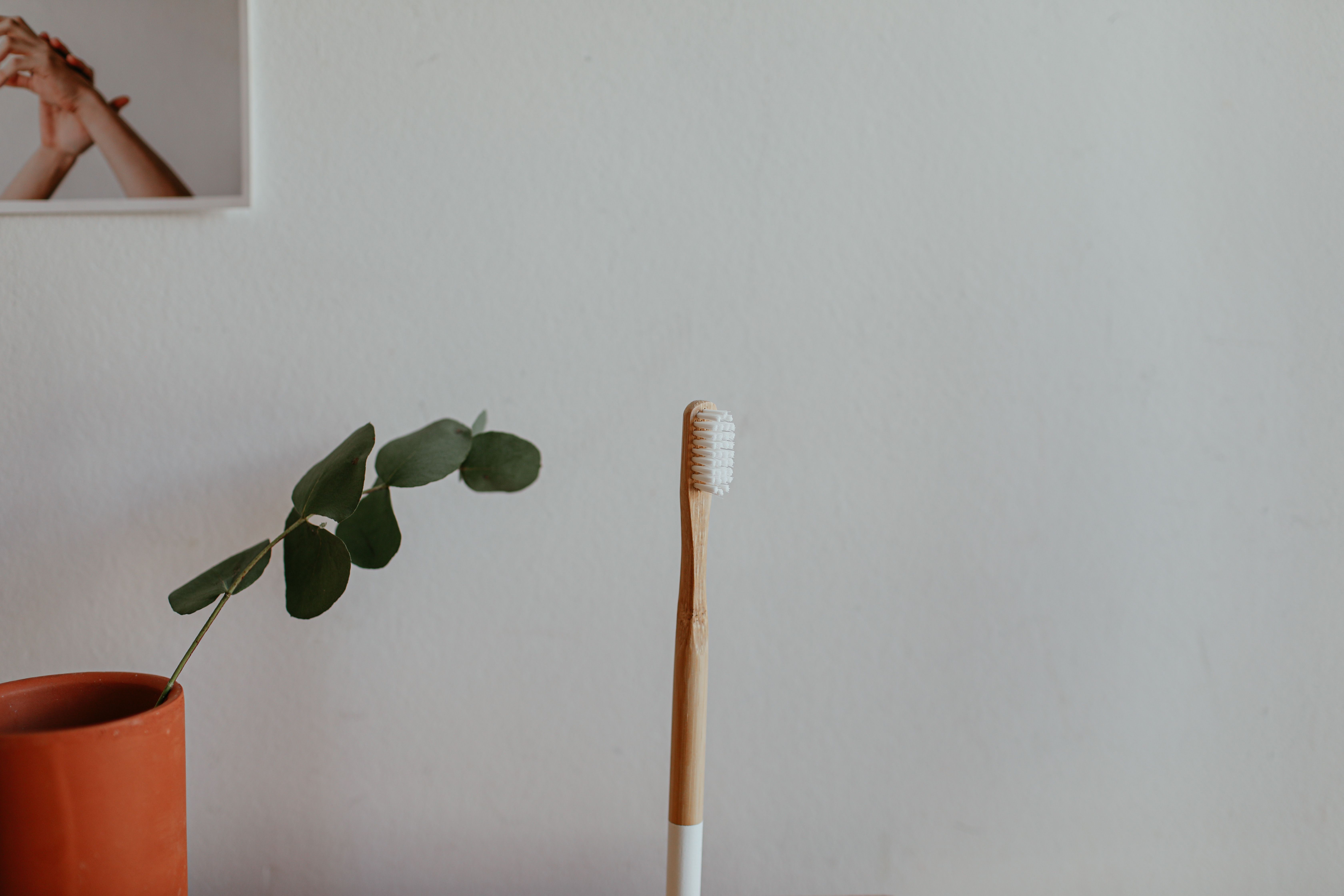 Eucalyptus : Guide Complet Bienfaits Santé 2026