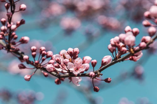Free Close-Up Shot of Cherry Blossoms in Bloom Stock Photo