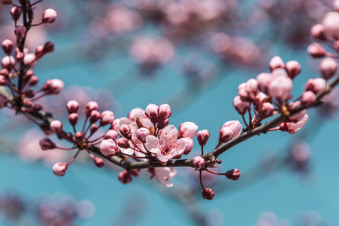 Close-Up Shot of Cherry Blossoms in Bloom