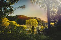 郁郁葱葱的绿植与阳光下的树木，在日落时分营造出宁静的乡村景象，非常适合自然和旅行爱好者