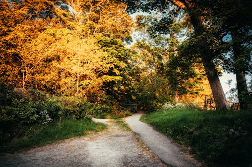 Gratis Pathway Dikelilingi Oleh Pepohonan Foto Stok