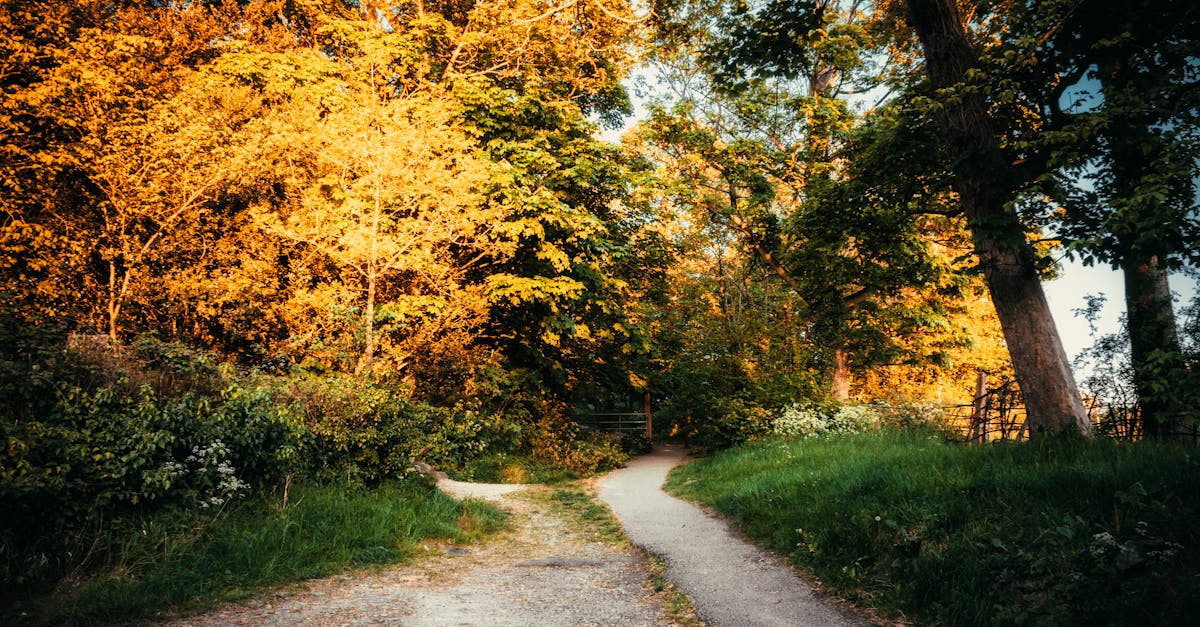 Serene autumn pathway in forest with golden trees and natural sunlight.
