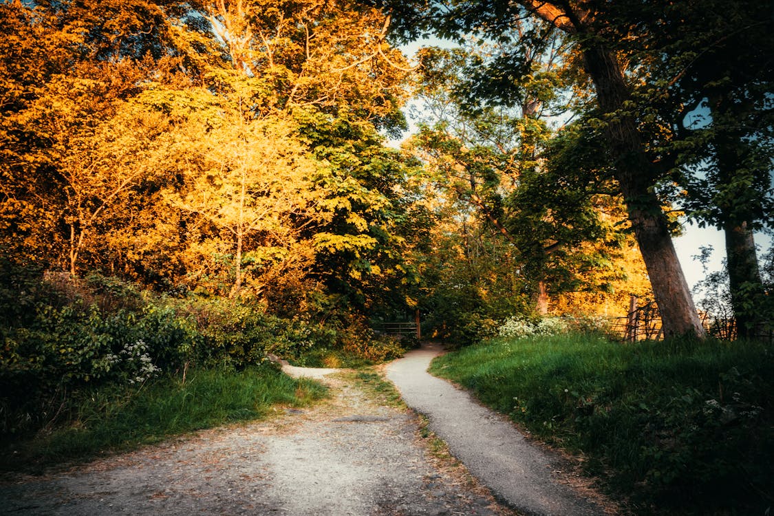 Pathway Surrounded by Trees