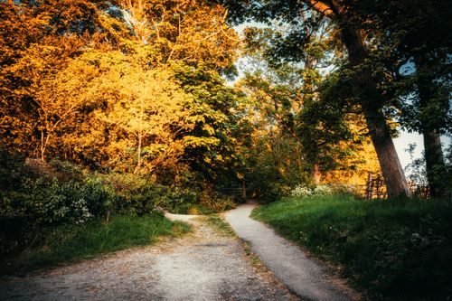 Free Serene autumn pathway in forest with golden trees and natural sunlight. Stock Photo