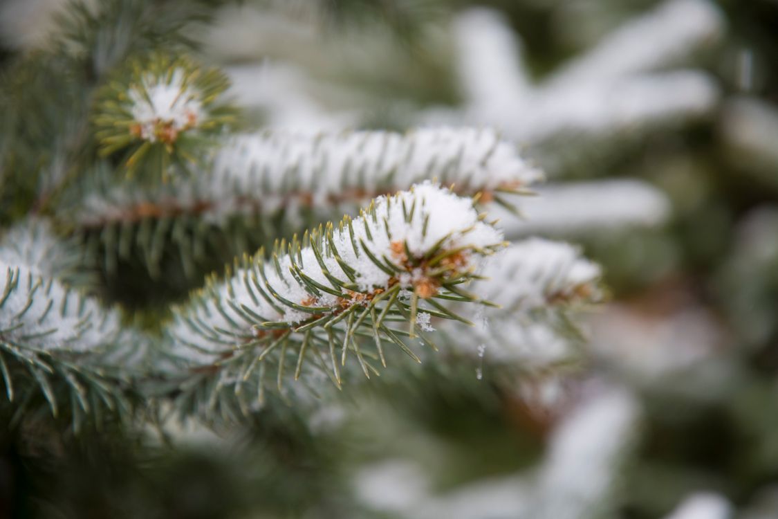Free A close-up shot of snow-dusted pine branches capturing winter's beauty. Stock Photo