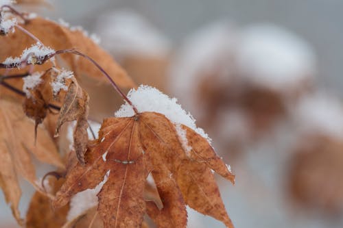 Kostnadsfri bild av färger, frost, kall