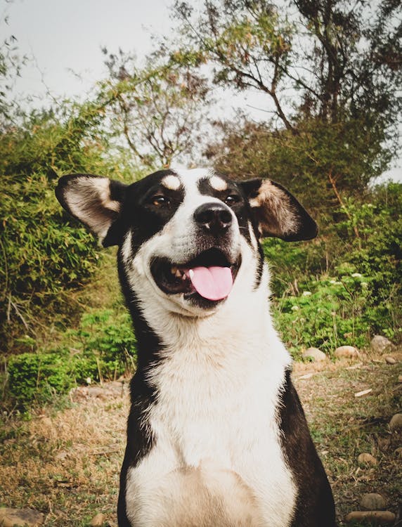 gülümsemek, güzel doğa, kara köpek içeren Ücretsiz stok fotoğraf