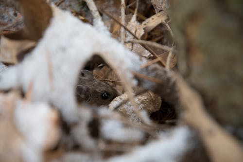 Kostnadsfri bild av apodemus sylvaticus, brun, däggdjur