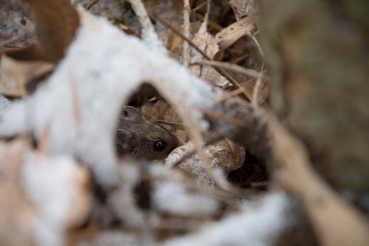 Brown Mouse Beside Leaf