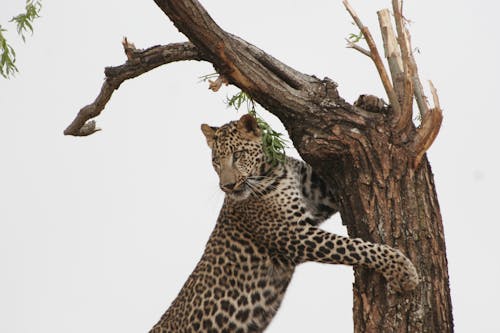 бесплатная Леопард, опираясь на дерево Стоковое фото