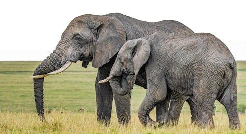 Photograph of Two African Elephants on Green Grass