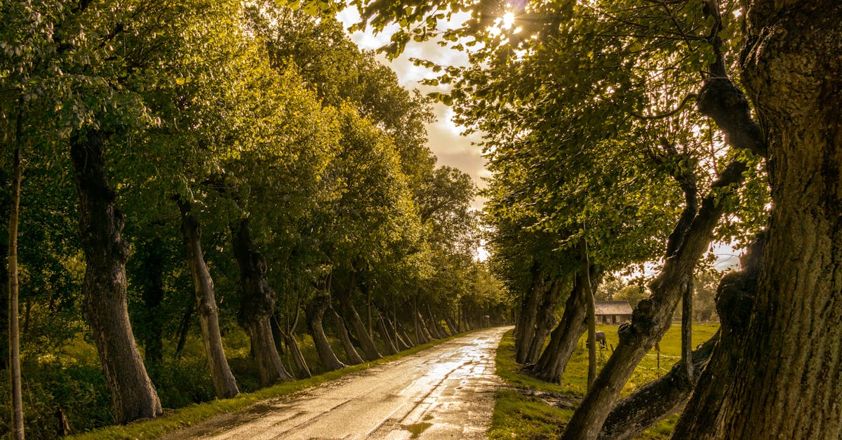 Road in Between Trees