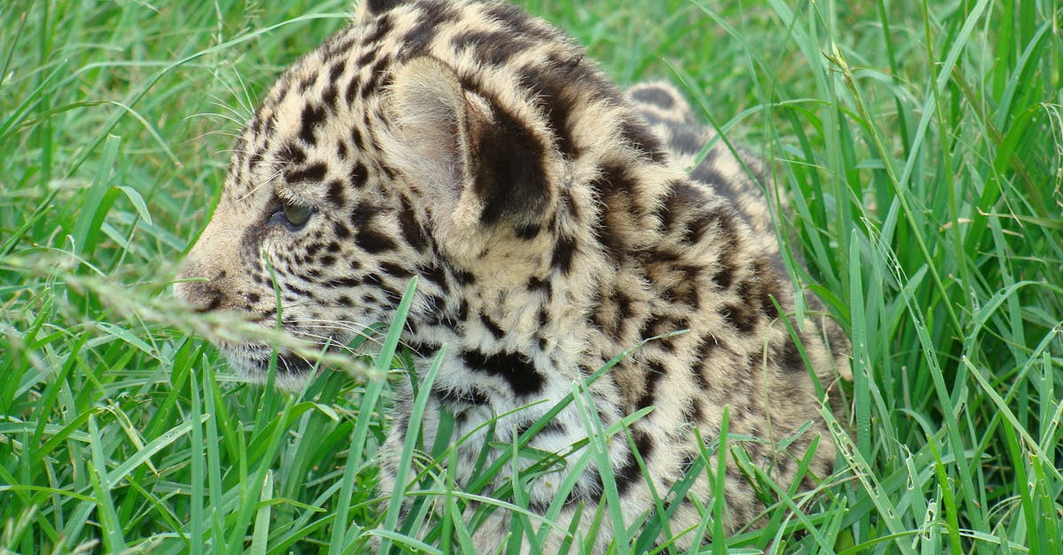 Free stock photo of Jaguar cub