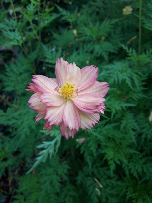 Photograph of a Cosmos Flower Near Green Leaves