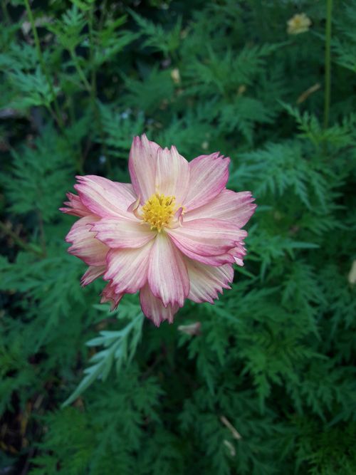 Free Beautiful close-up of a blooming pink cosmos flower in lush green foliage. Stock Photo