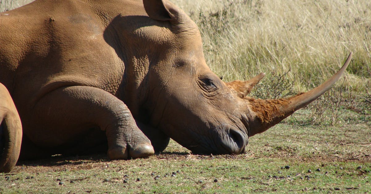 Free stock photo of rhino