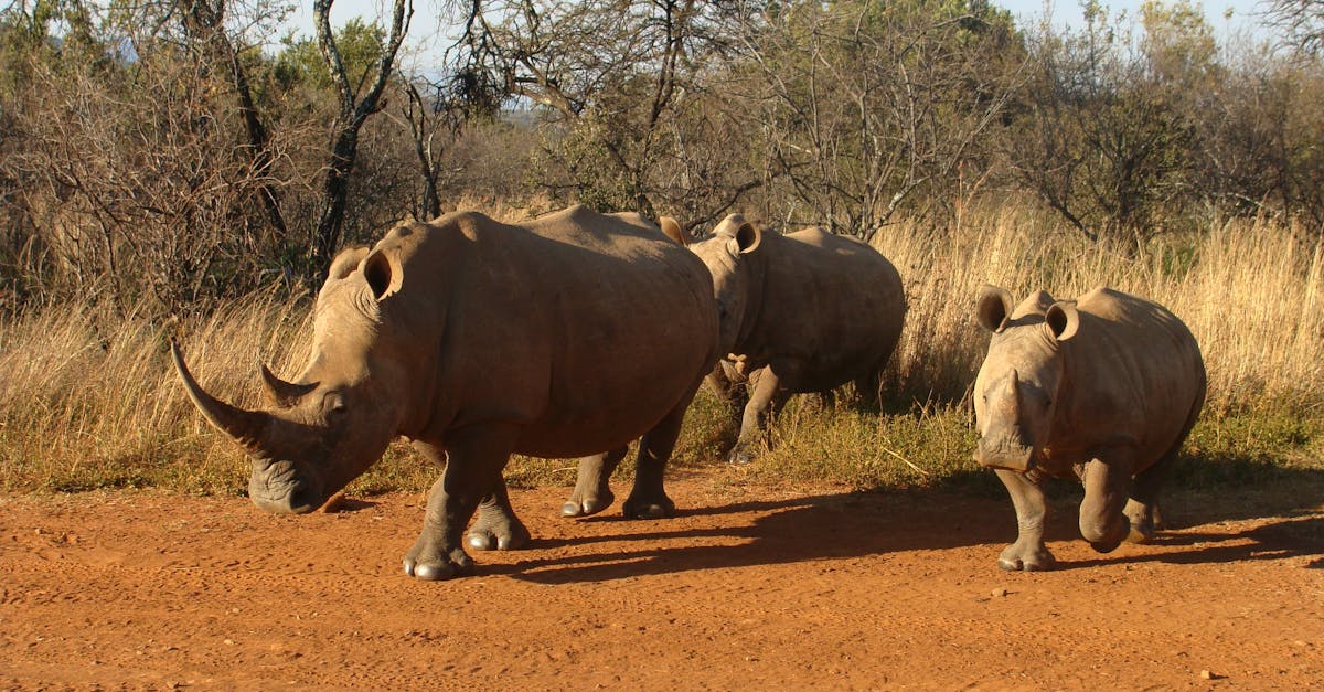 Free stock photo of rhino