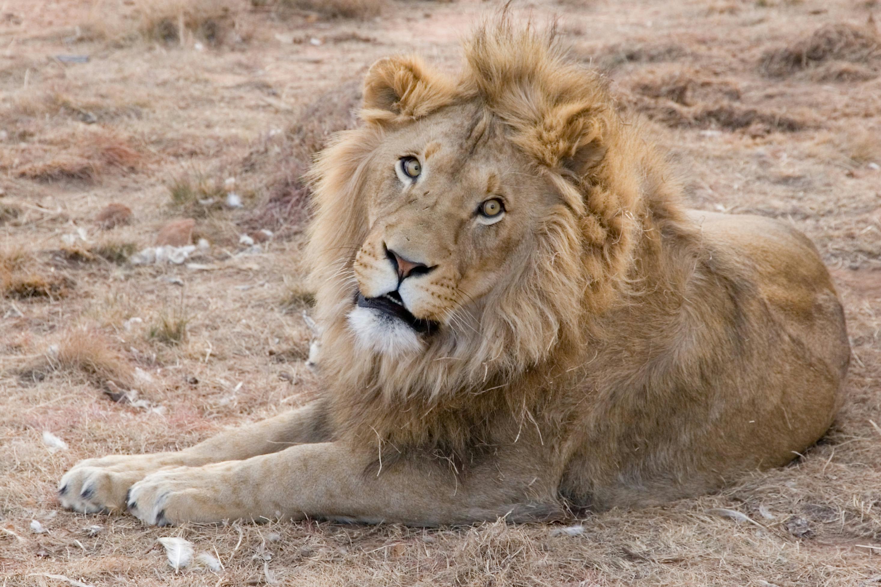 地面に横たわっている大人のライオン 無料の写真素材