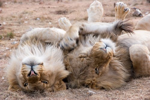Dua Singa Kelabu Berbaring Di Atas Pasir