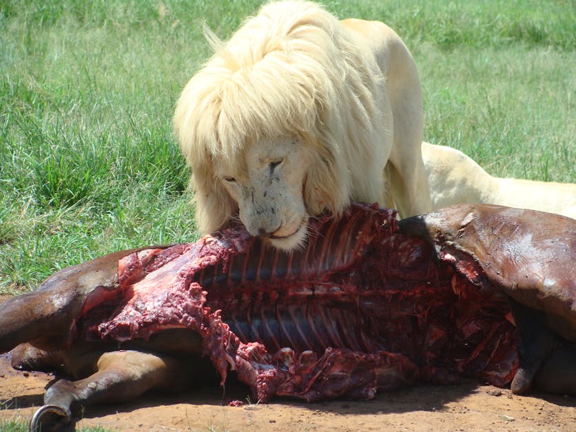 Free stock photo of Lion kill