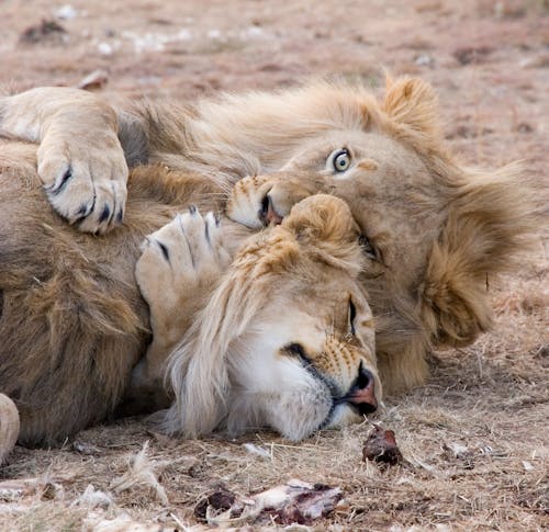 Deux Lions Bruns Couchés Sur L'herbe