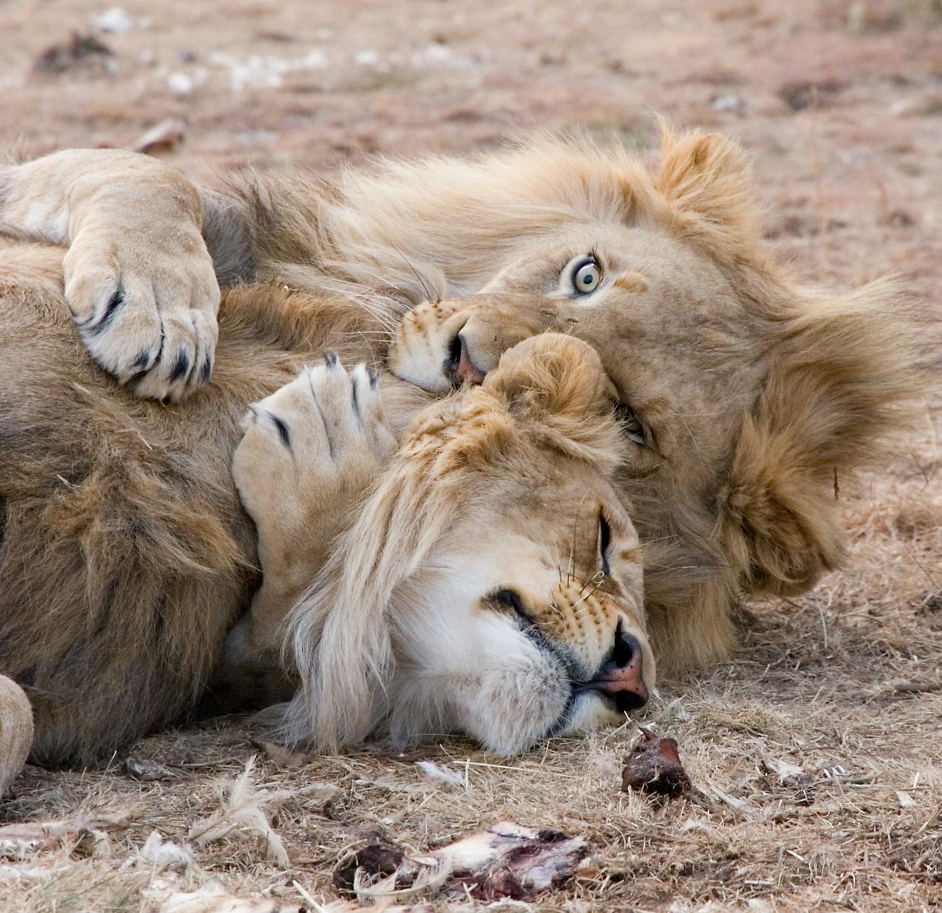أجمل صور الاسود | Lions Photos Pexels-photo-730539
