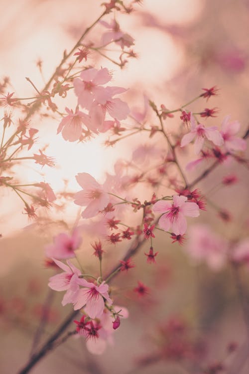 Pink Cherry Blossom Flowers in Close-Up Photography