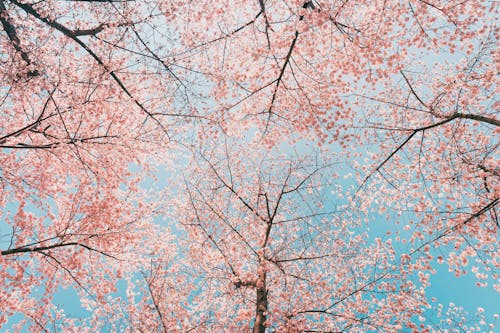 Low-Angle Shot of Tree Branches with Pink Flowers