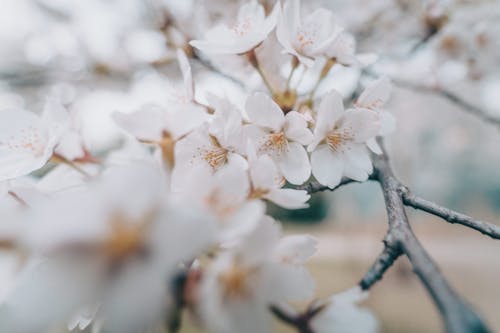 Ingyenes stockfotó cseresznyevirágok, fehér virágok, japáncseresznye témában
