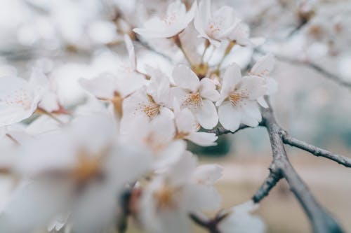 Free White Cherry Blossoms in Bloom Stock Photo