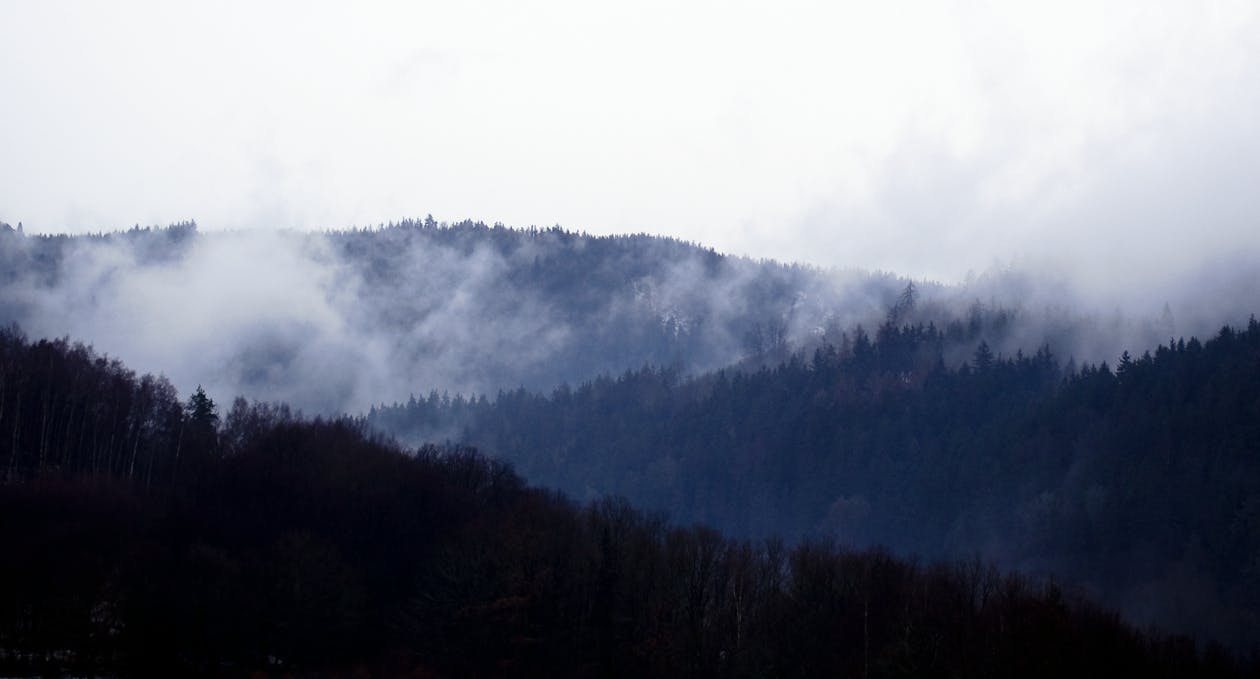 Imagine de stoc gratuită din arbori, ceață, cer