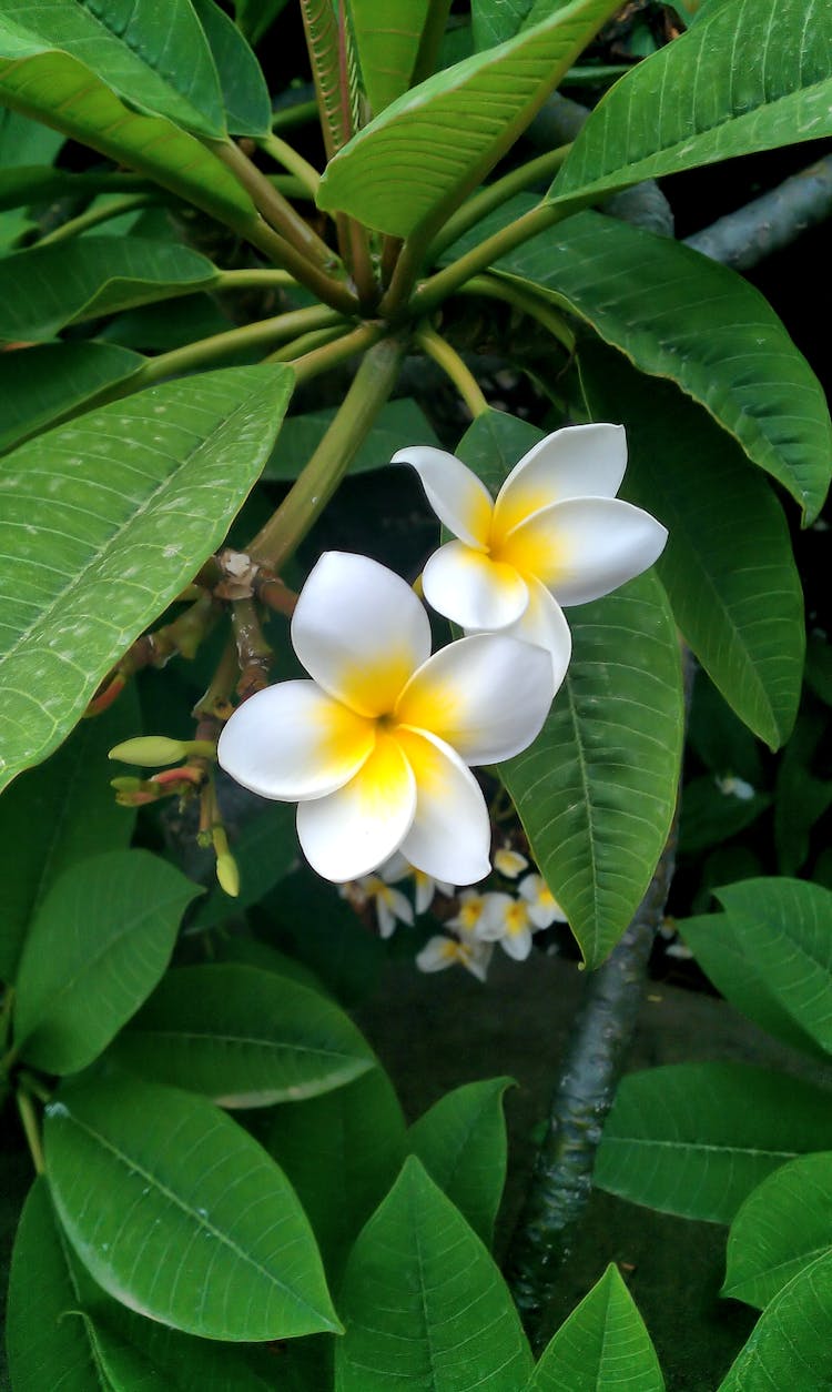 Close-Up Photo Of Frangipani Flowers With White And Yellow Petals