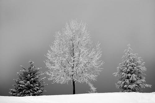 雪と木の間のベアレスツリーのグレースケール写真