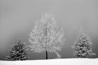 冬日雪景中，霜覆树木立于皑皑白雪间