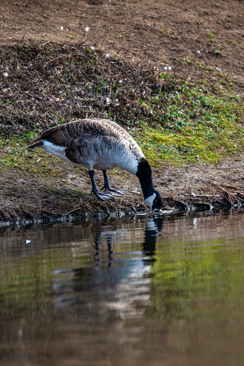 A Cackling Goose Drinking Water 