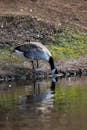 A Cackling Goose Drinking Water
