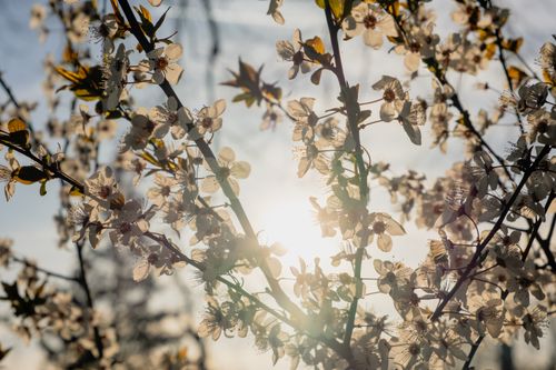 Free Close-up of blooming cherry blossoms against the sun, capturing spring's essence. Stock Photo