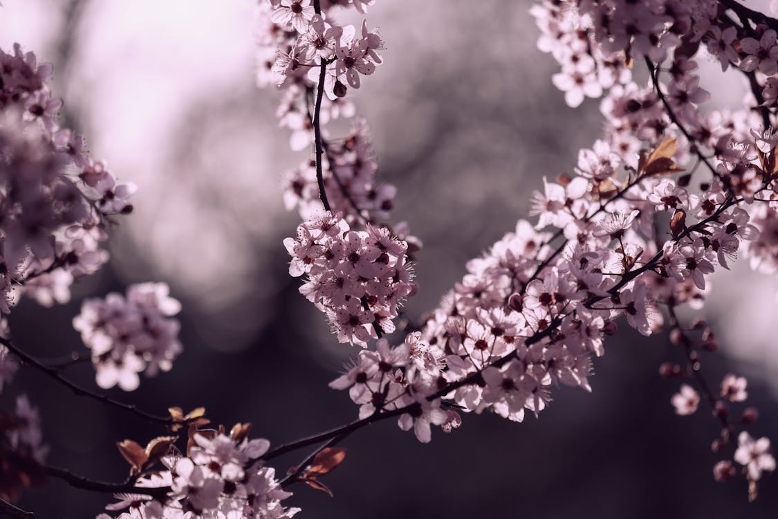 Beautiful Pink Cherry Blossom in Close Up Photography