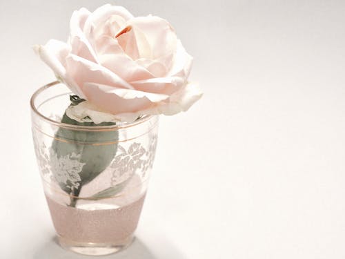 透明なコップの白いバラの花