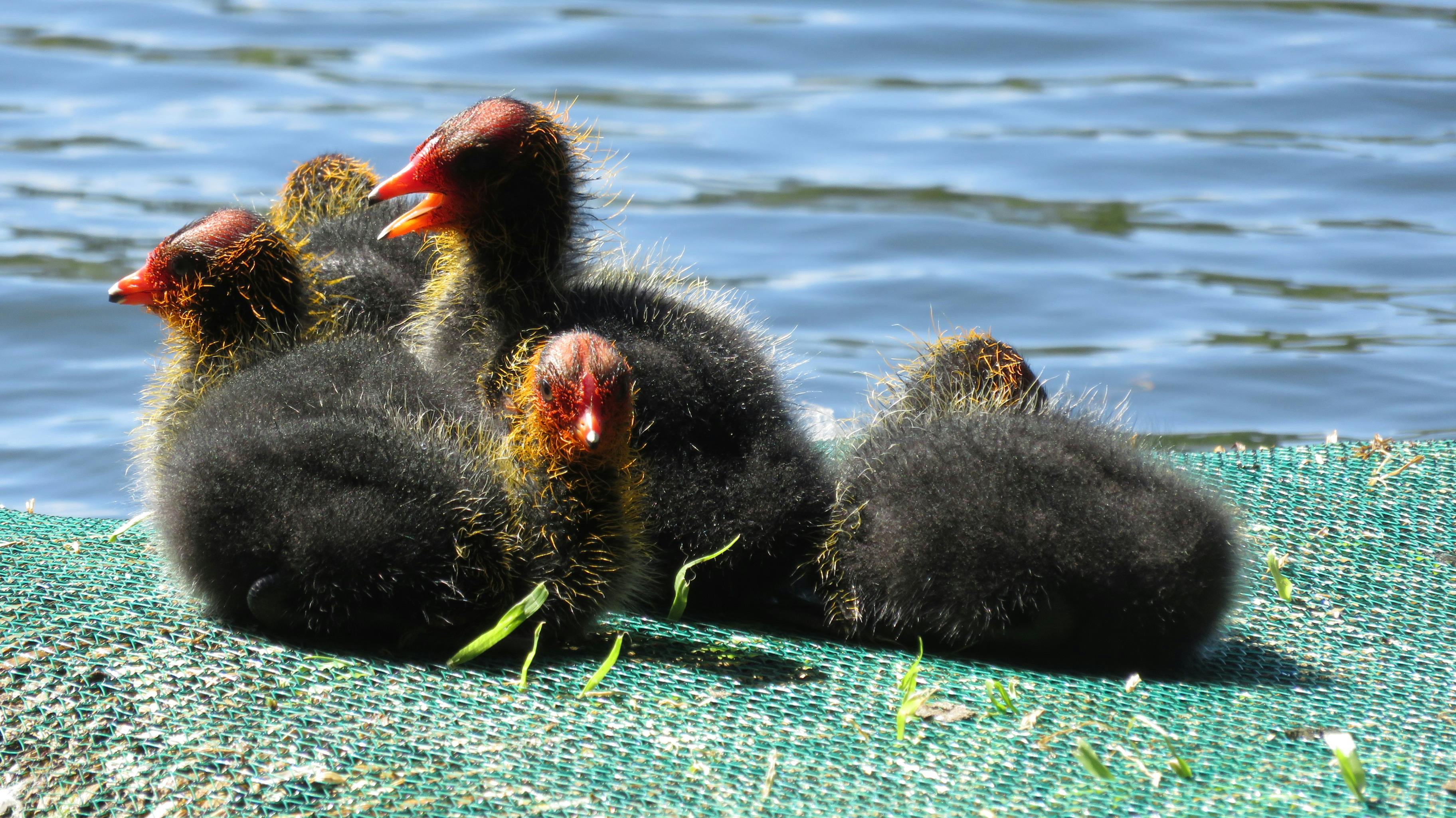 Free stock photo of baby birds, baby coots, coots
