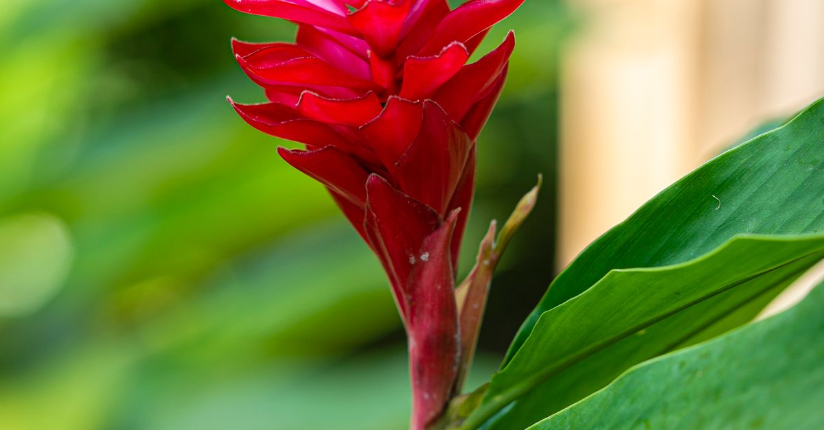 Ginger plant with leaves and petals in garden · Free Stock Photo