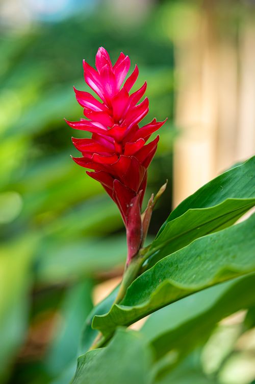 Free Exotic flower with pink petals and green leaves growing in garden in summer day Stock Photo