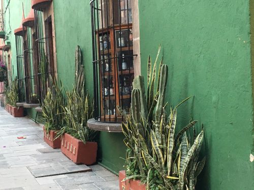 Free stock photo of cactus plant, city view, colonial city Stock Photo