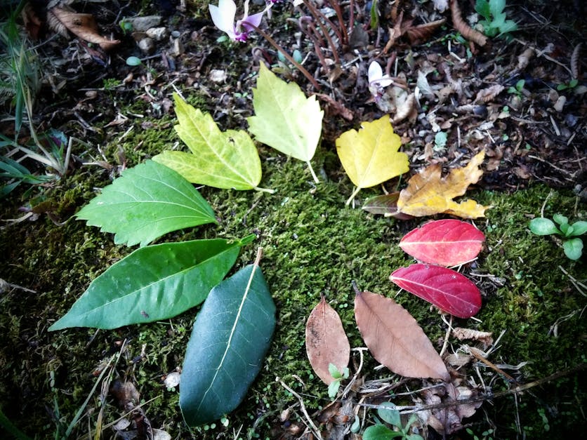 Free stock photo of autumn leaves, circle, circle of life