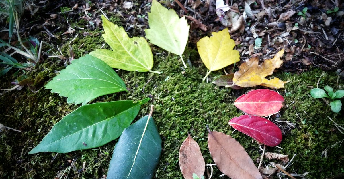Free stock photo of autumn leaves, circle, circle of life