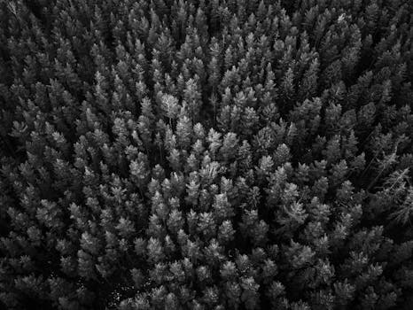 Monochrome aerial shot capturing the dense expanse of a forest in Ilmenau, Germany, showcasing natural textures.