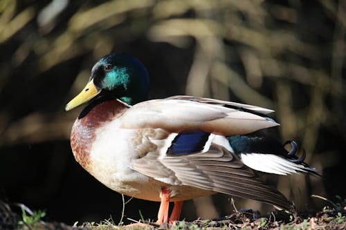 A Close-Up Shot of a Duck