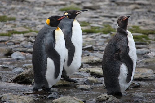Free stock photo of king penguins, penguins, rosita harbour Stock Photo
