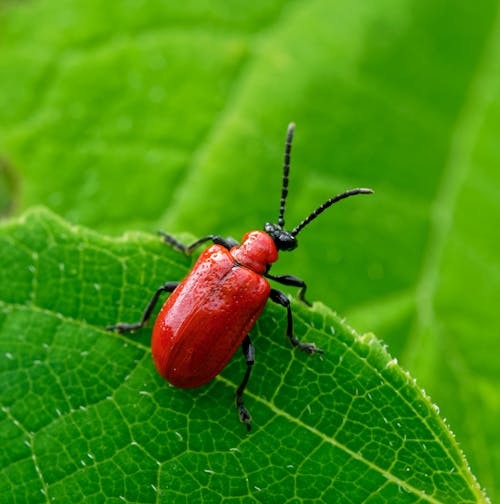 A Close-Up Shot of a Red Lily Beetle on a Leaf